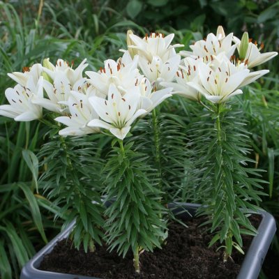 Lilium hybr. Happy Ice, Asiatisk Lilja, P11cm