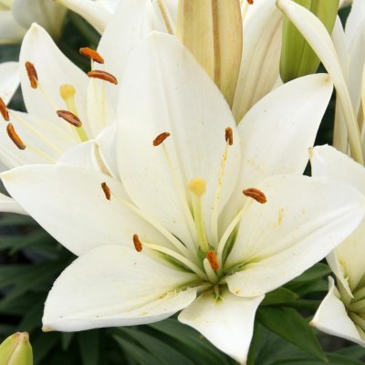 Lilium hybr. Happy Ice, Asiatisk Lilja, P11cm