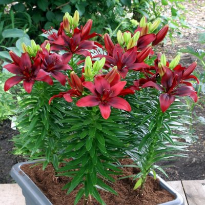 Asiatisk Lilja Happy Love 3st