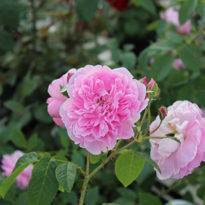 austin Harlow Carr (Aushouse), Engelsk Buskros, C6