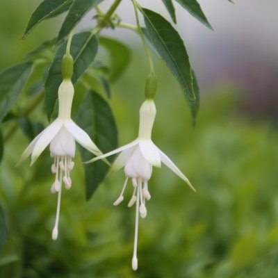 Fuchsia Upprätt, Hawkshead 3-pack