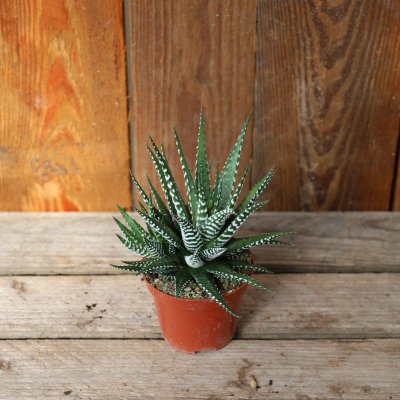 Haworthia fasciata Big Band