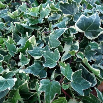 Hedera helix Koldinghus