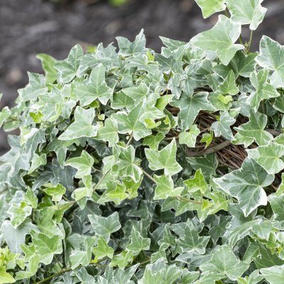 Hedera helix Glacier