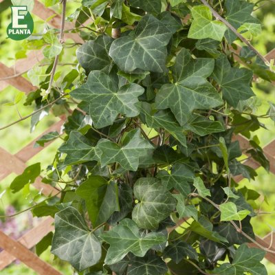 Hedera helix Huldra ® E (Eskil), Murgröna, C2