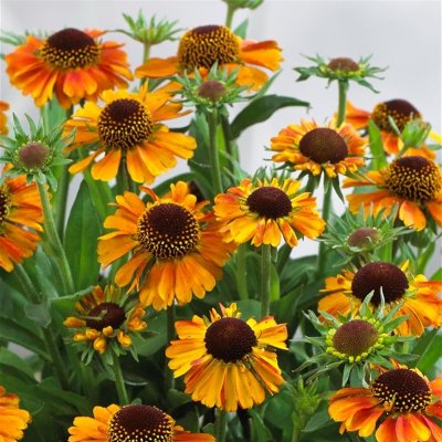 Helenium aut. hybr. Short n´ Sassy ®, Trädgårdssolbrud, P9cm