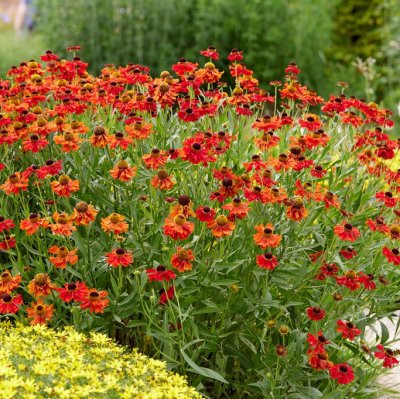 Helenium aut. hybr. Moerheim Beauty, Trädgårdssolbrud