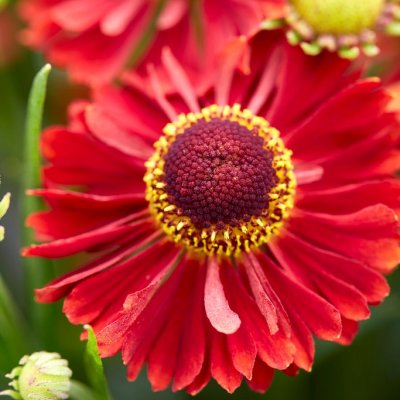 Helenium aut. hybr. Ranchera ®, Trädgårdssolbrud, P11cm
