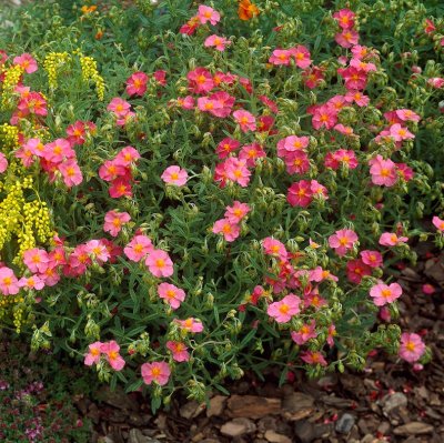 Helianthemum hybr. Ben Hope, Solvända, P9cm