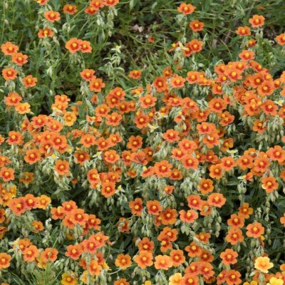 Helianthemum hybr. Bronzeteppich, Solvända, P9cm
