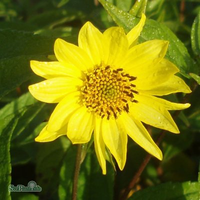 Helianthus annuus Lemon Queen, Septembersolros, C1