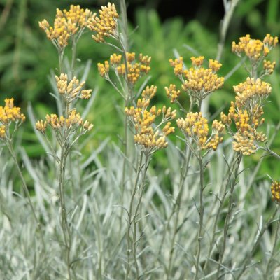 Curryeternell Liten, Stickling, Helichrysum italicum Dwarf Curry 3-pack
