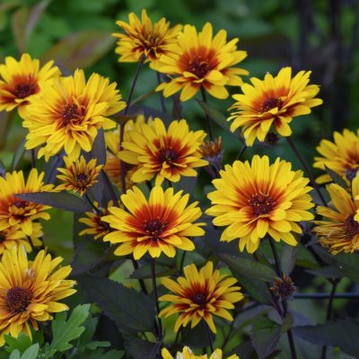Heliopsis helianthoides Funky Spinner ®, Dagöga
