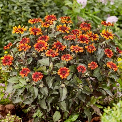 Heliopsis helianthoides Luna Roja