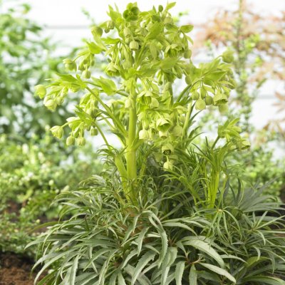 Helleborus foetidus Wester Flisk, Klockjulros