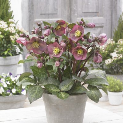 Helleborus x ericsmithii Frostkiss ® Pippa´s Purple ®, Julros, C2