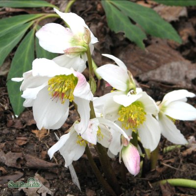 Helleborus niger, Julros, P9cm
