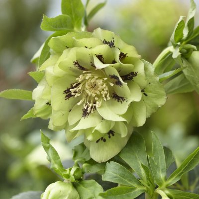 Helleborus x hybridus Double Ellen Green, Hybridjulros, P9cm