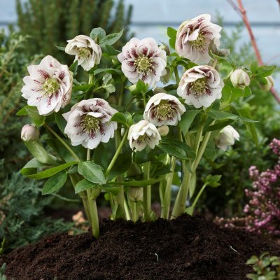 Helleborus x orientalis Double Ellen Pink Spotted, Turkisk Julros, P9cm