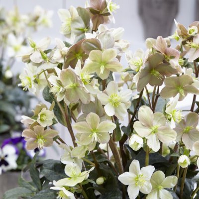 Helleborus x ballardiae HGC® Snow Dance