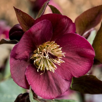 Helleborus x ericsmithii Frostkiss ® Anna´s Red ® (Abcrd02), Julros, C2