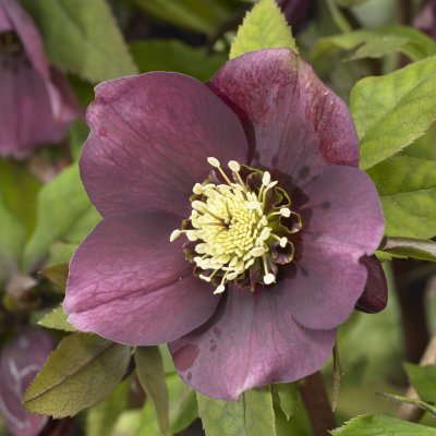 Helleborus x hybridus Pretty Ellen Purple