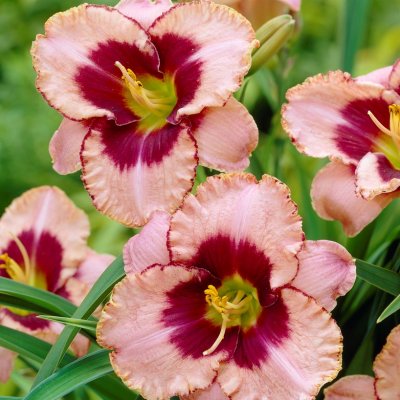 Hemerocallis hybr. Daring Deception, Daglilja, SQ1