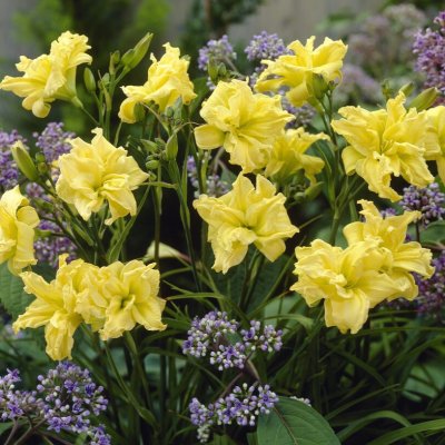 Hemerocallis hybr. Double River Wye, Daglilja