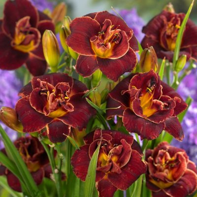 Hemerocallis hybr. Night Embers, Daglilja