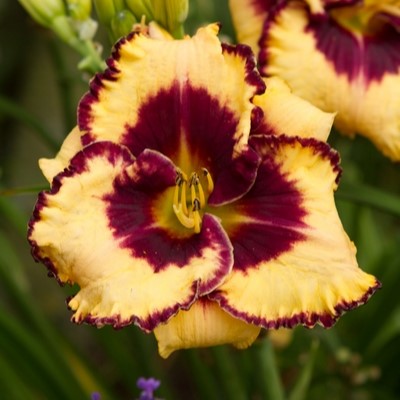 Daglilja - Hemerocallis hybr. Open My Eyes (Krukstorlek: 0,5-1L)