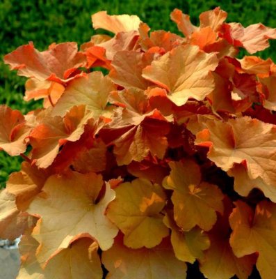 Heuchera hybr. Caramel ®, Alunrot