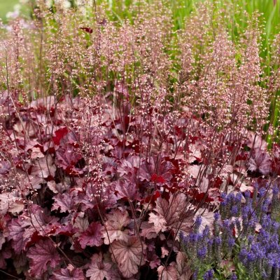 Heuchera Berry Smoothie