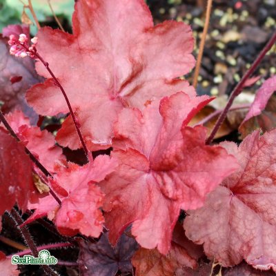 Heuchera hybr. Fire Chief ®, Alunrot, C13cm
