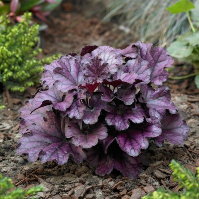 Heuchera hybr. Forever Purple ®, Alunrot, stickling 3-pack