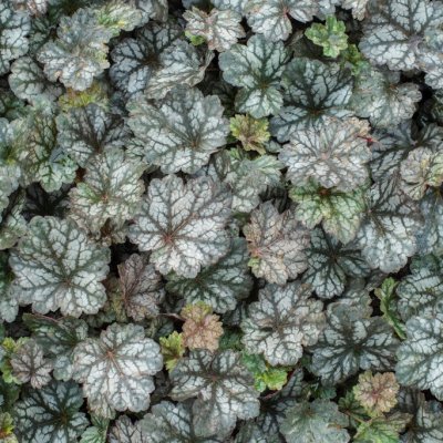 Heuchera hybr. Glitter, Alunrot, C13cm
