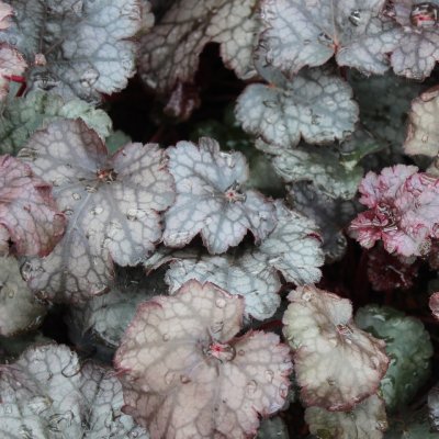 Heuchera hybr. Amethyst Myst, Alunrot, C13cm