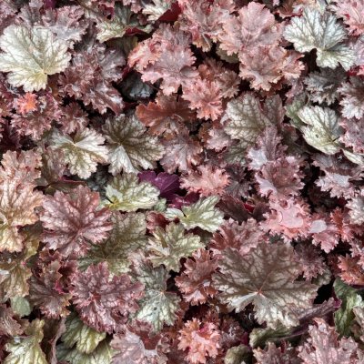 Heuchera hybr. Baby Bells ™ Cinnamon Glaze