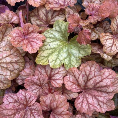Heuchera hybr. Champagne ®