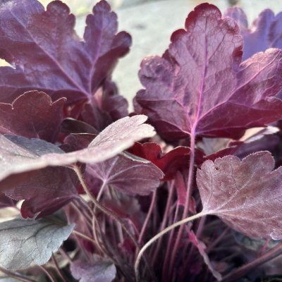 Heuchera hybr. Dolce ® Silver Gumdrop ®, Alunrot