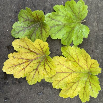 Heuchera hybr. Electra ®