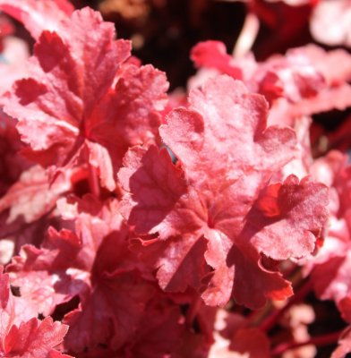 Heuchera hybr. Frosted Flame ®, Alunrot, C13cm