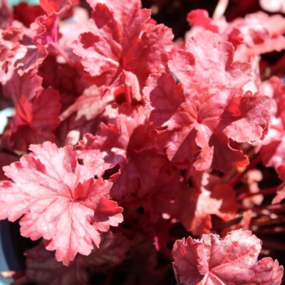 Heuchera hybr. Frosted Flame ®, Alunrot, C13cm