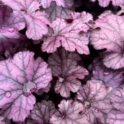 Heuchera hybr. Frosty Night