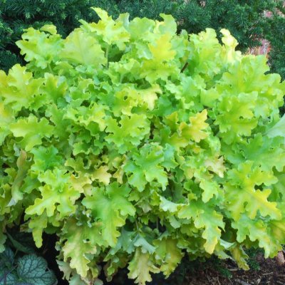 Heuchera hybr. Lime Marmalade, Alunrot, stickling 3-pack