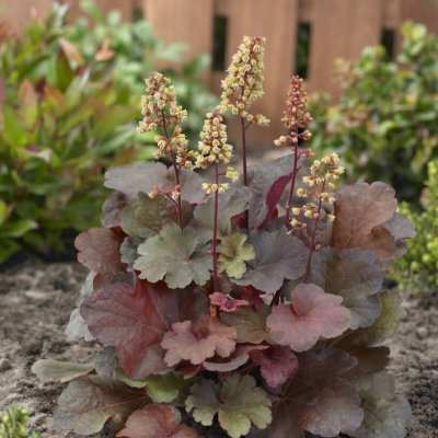 Heuchera hybr. Little Cuties ™ Blondie ®, Alunrot