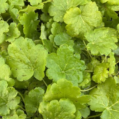 Heuchera hybr. Little Cuties ™ Sweet Tart ®