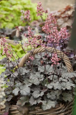 Heuchera hybr. Milan
