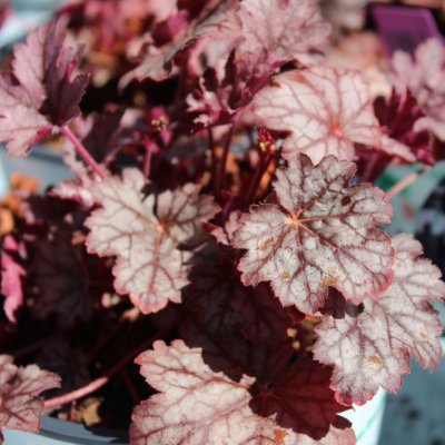 Heuchera hybr. World Caffé ™ Corretto, Alunrot, C13cm
