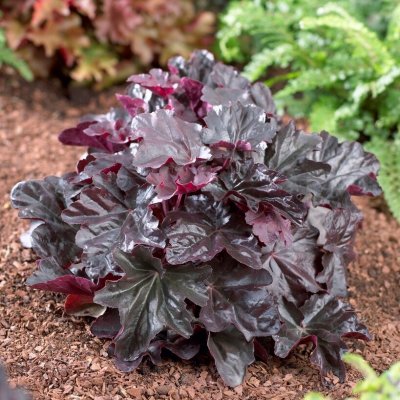 Heuchera hybr. Obsidian ®, Alunrot, barrot 1st