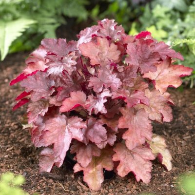 Heuchera hybr. Peach Flambé ®, Alunrot, P9cm